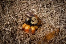 https://xerces.org/sites/default/files/styles/max_650x650/public/2025-10/25941946993_o_Bombus%20griseocollis%20on%20nest%20VT_Kent%20McFarland-flickr-CC-sm.jpg?itok=Sca8IZ0a